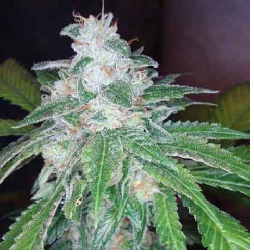 ARJAN'S HAZE 3 · Green...